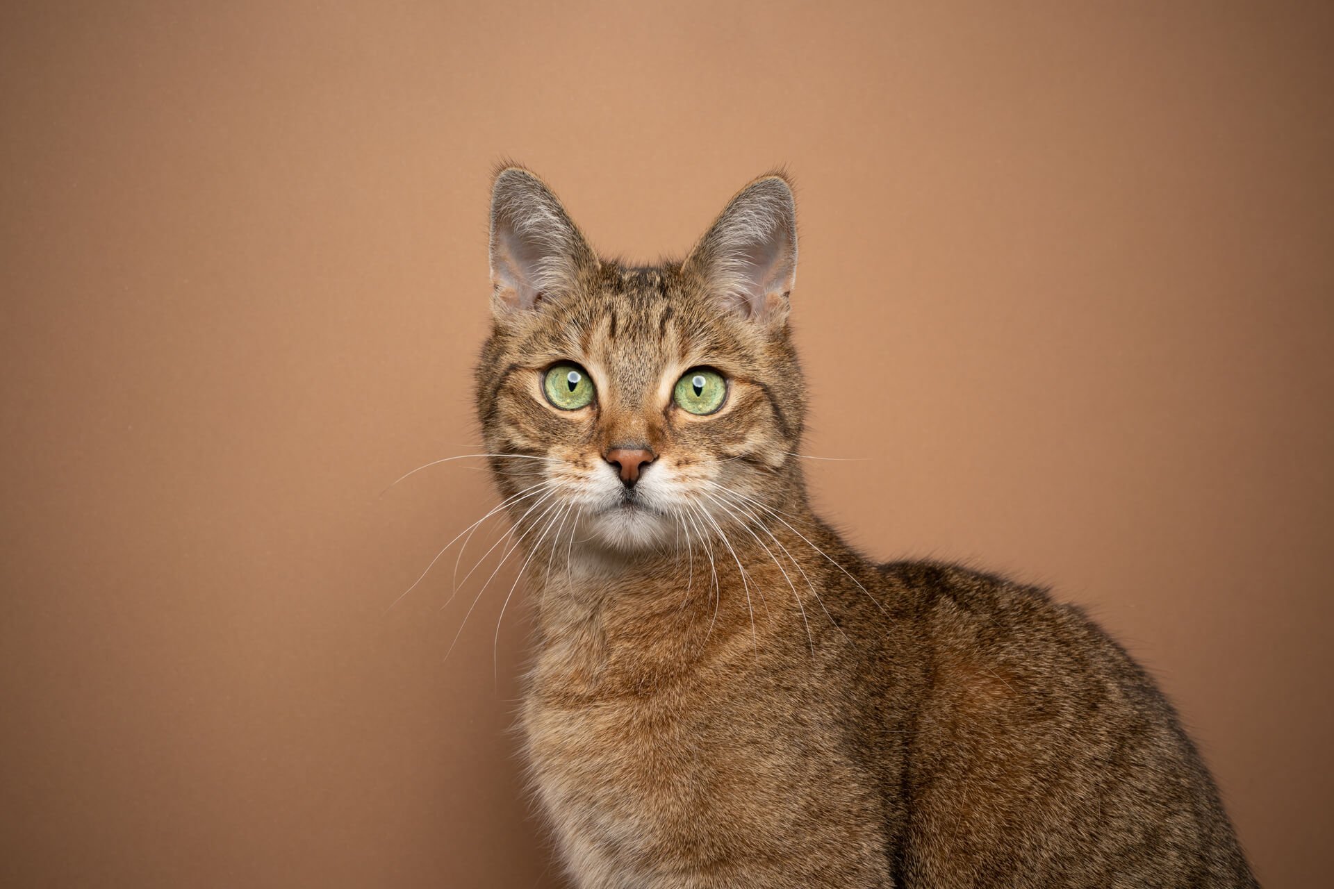 Bindehautentzündung bei Katzen: Die wichtigsten Fragen beantwortet
