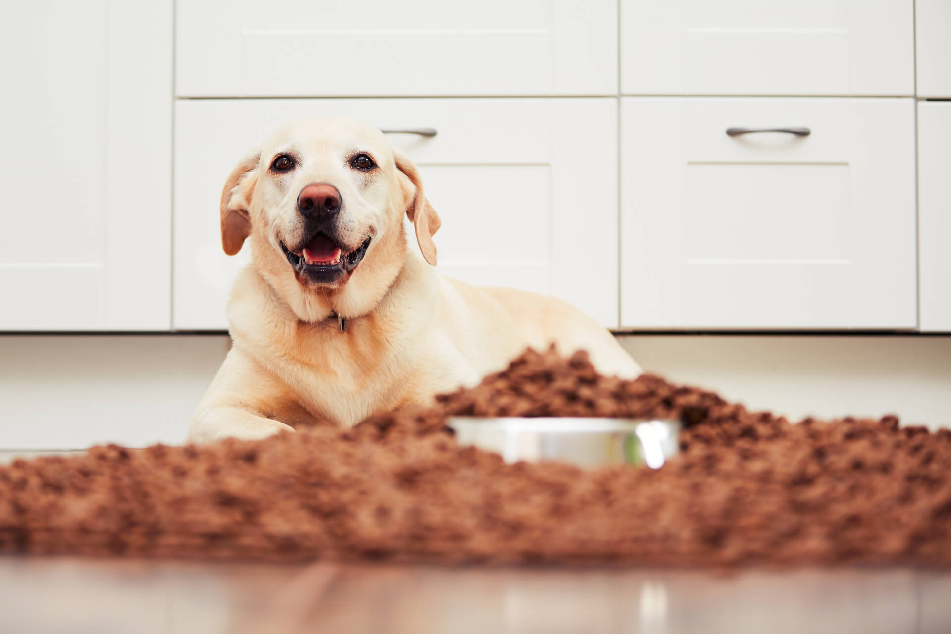 Видотипичное питание собак. Dog be hungry. Собака на кухне. Еда для собак. Собака просит еду.