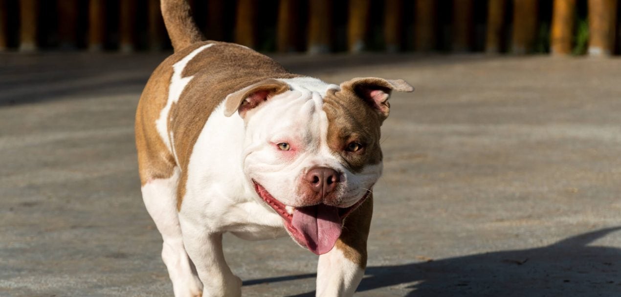 American Bully das gutmütige Muskelpaket MeinHaustier.de