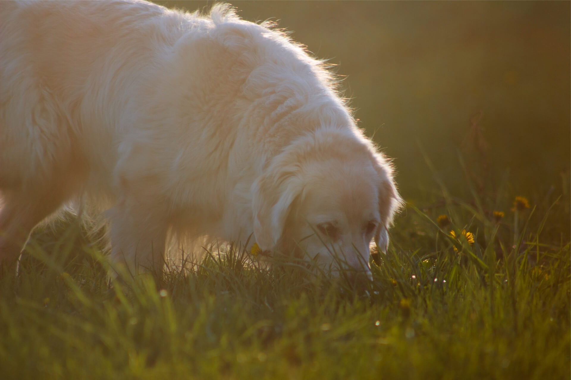 Golden Retriever Hund versucht kot zu fressen