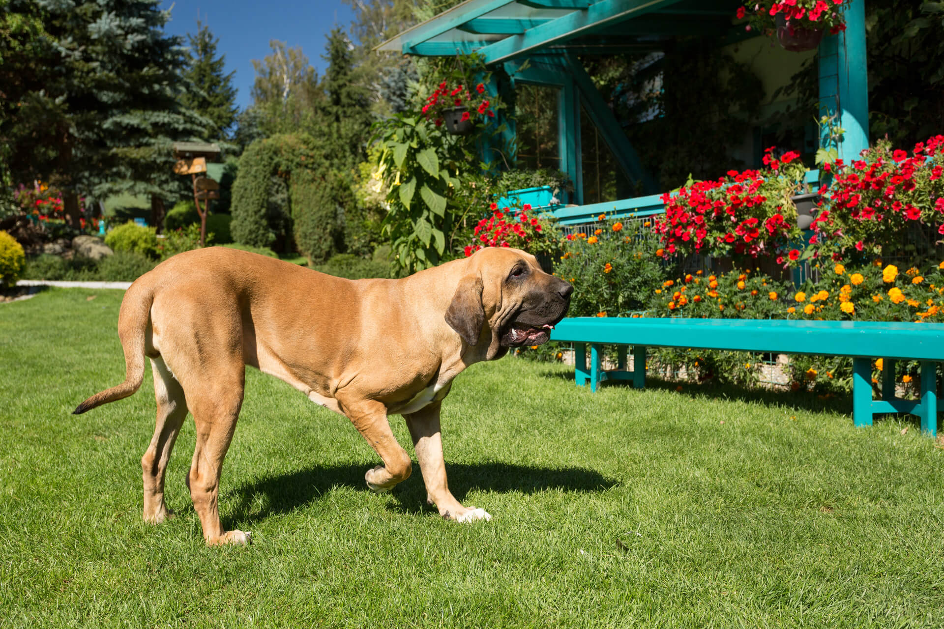Fila Brasileiro im Grass