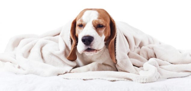 Herzwürmer machen Hunde schlapp