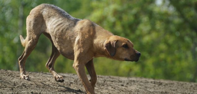 Herzwürmer magern Hunde ab