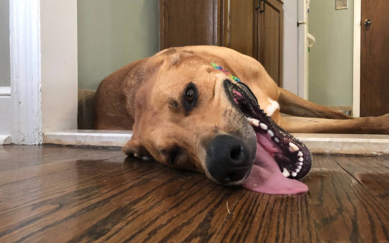 Hund Schläft Viel Und Will Nicht Raus Der Hund atmet schwer: Atemnot beim Vierbeiner | Mein-Haustier.de