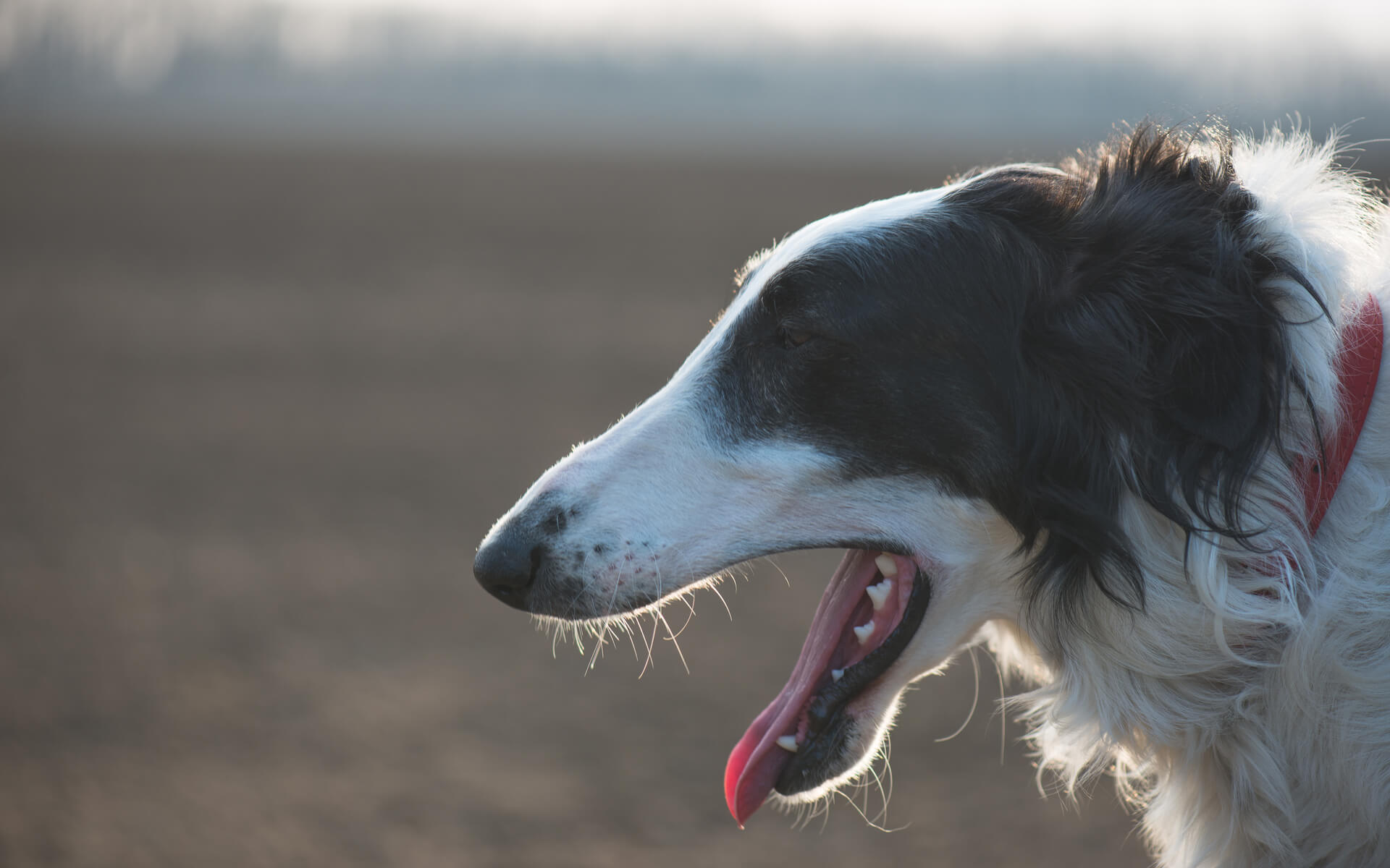 Der Hund atmet schwer: Atemnot Vierbeiner | Mein-Haustier.de