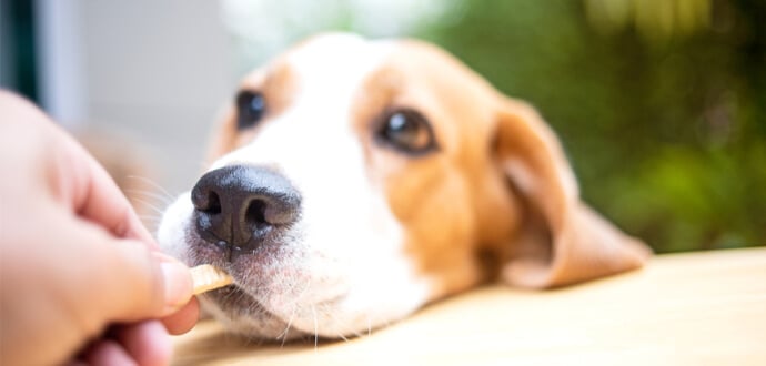 Flock besked Skraldespand Der Hund frisst Kot - Ursachen und Hilfen bei der Problemlösung