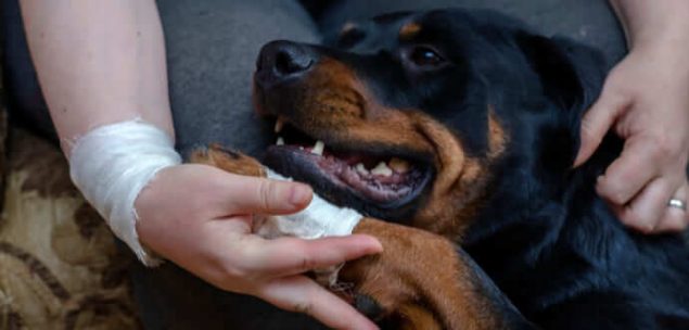 Rottweiler Hund humpelt wegen verletzter Pfote