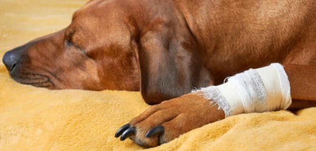 Hund Humpelt Nach Dem Aufstehen Vorne Rechts Der Hund humpelt - kleiner Fehltritt oder ernsthaften Erkrankung?