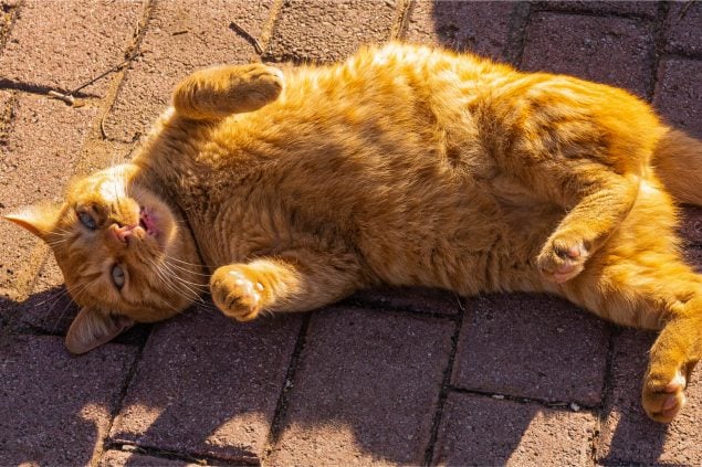 Orangene rollige Katze