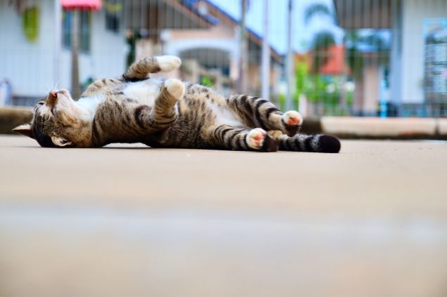 rollige Katze in der Stadt