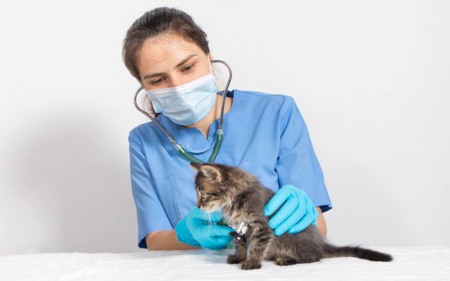 Katze beim Tierarzt atmet schwer