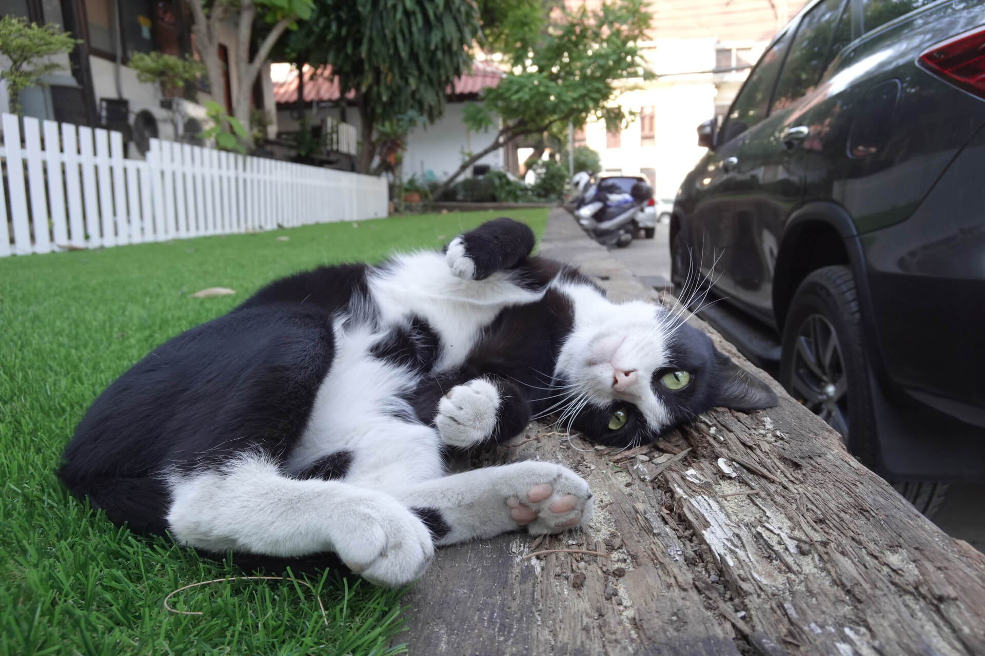 Katze roll im Vorgarten