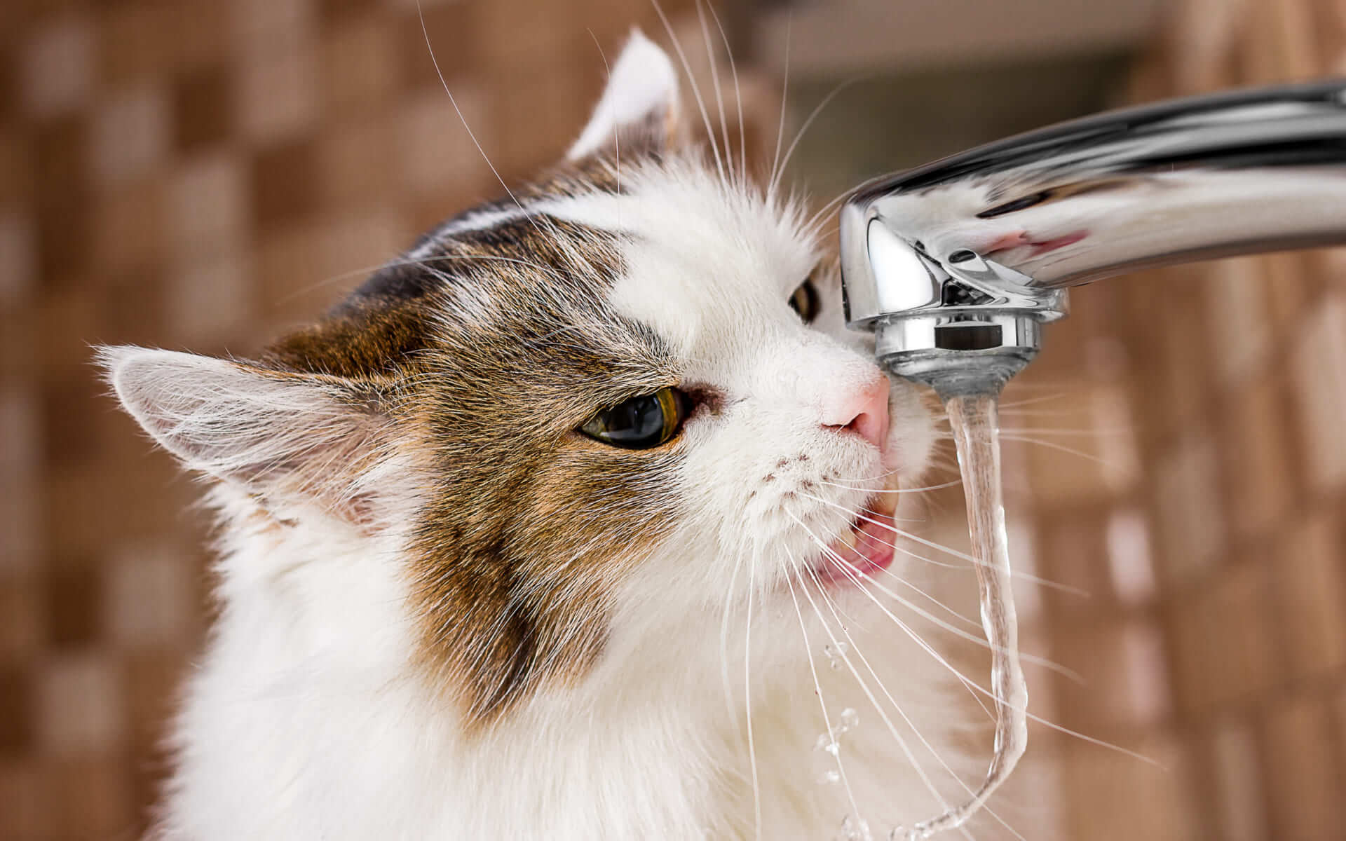 Пьет ли кошка воду. Кошка пьет воду. Кот под краном. Смешной кот пьет воду. Кот пьет воду из крана.
