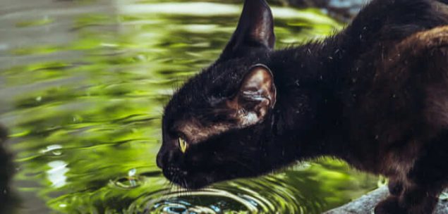 Freigänger Katze trinkt viel aus Teich