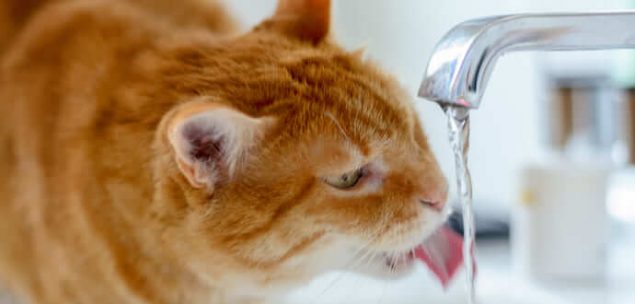 Orangene Katze trinkt viel aus einem Wasserhahn