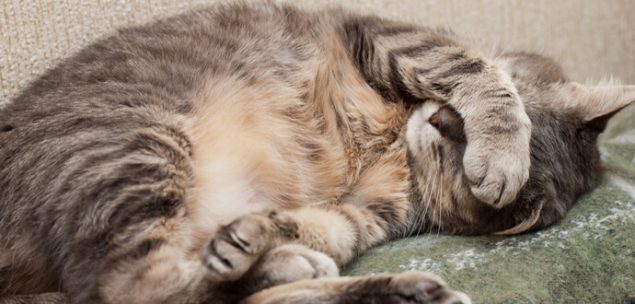 Katze mit Katzenkrankheiten