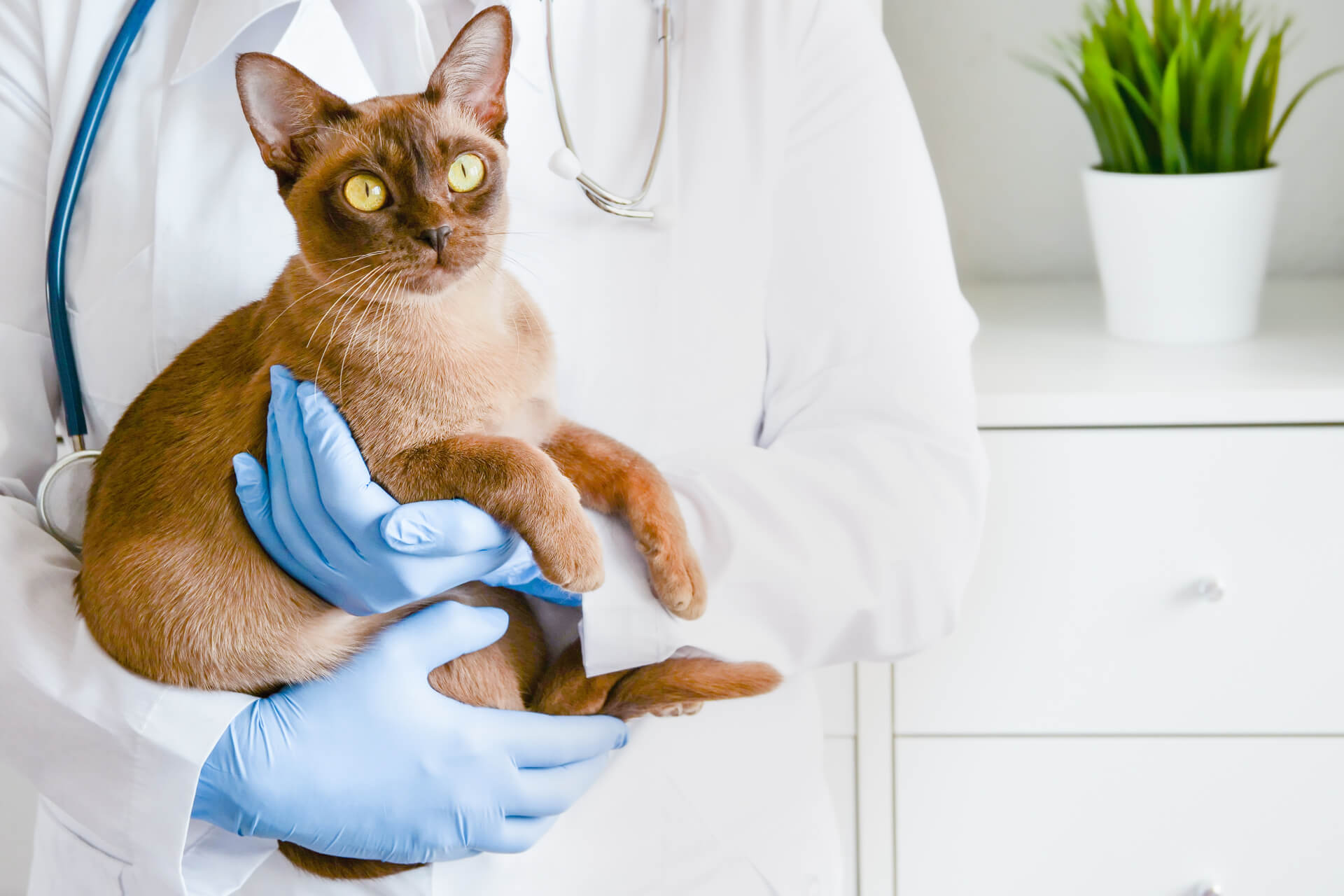 Katze bei Untersuchung von Katzenkrankheiten