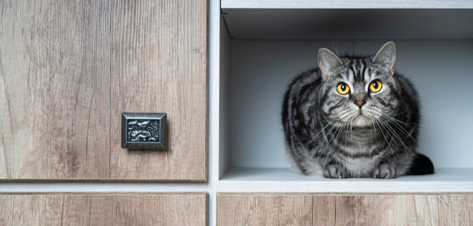 Tchibo eure von Samtpfote Praktische Katzenmöbel für Katzenschrank