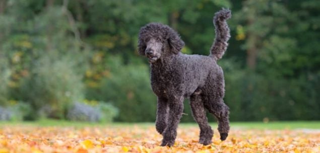 Königspudel im Laub