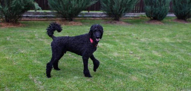 Schwarzer Königspudel im Garten