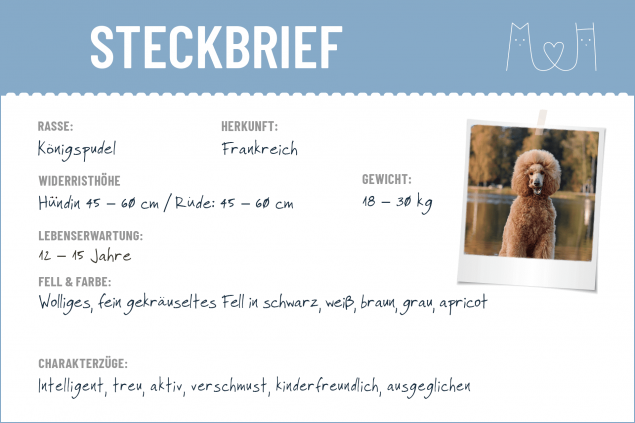 Steckbrief mit Infos zum Königspudel