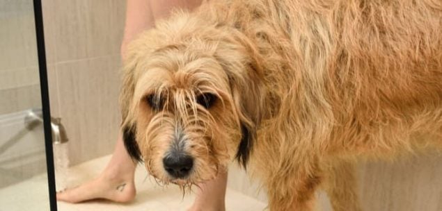 Ein Hund nimmt ein Bad weil er stinkt