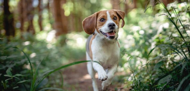 Hunde-Kalender 2023 Der perfekte Start ins neue Jahr