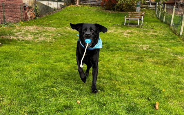 Testbericht edogs Überraschunsgboxen