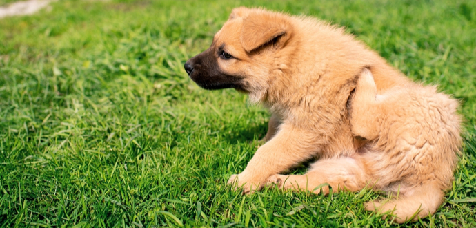 Hund hat Schuppen und kratzt sich