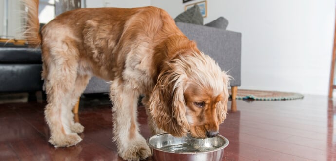 Spaniel Hund trinkt viel