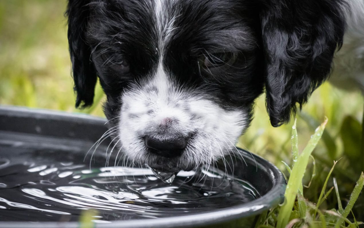 Der Hund trinkt viel Wie viel Flüssigkeitsaufnahme ist normal?