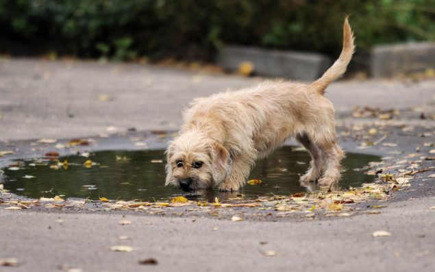 Hund trinkt viel aus einer Pfütze