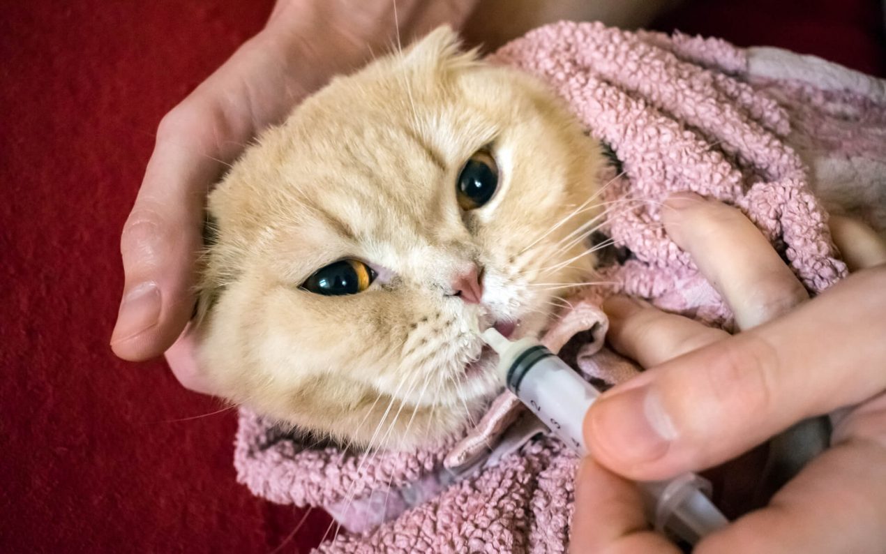 Wo Bekomme Ich Die Pille Für Die Katze