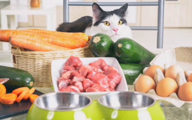 Zutaten für selbstgemachtes Katzenfutter