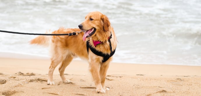 Leinenpflicht am Strand Golden Retriever