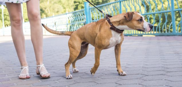 Leinenpflicht für Listenhunde