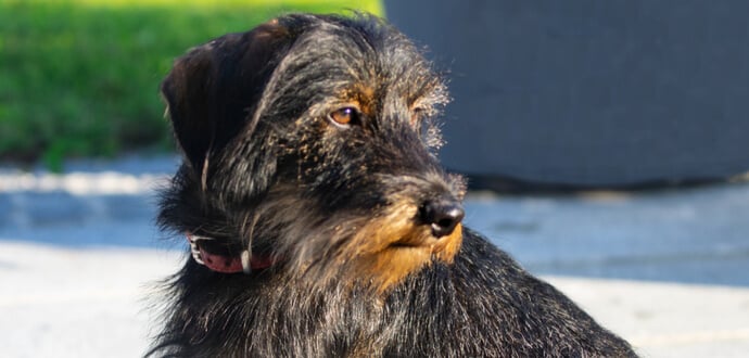 Rauhaardackel im Portrait