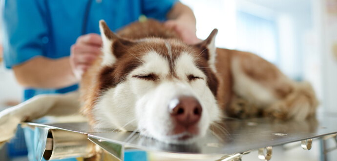 Husky wird beim Tierarzt wegen Spondylose untersucht