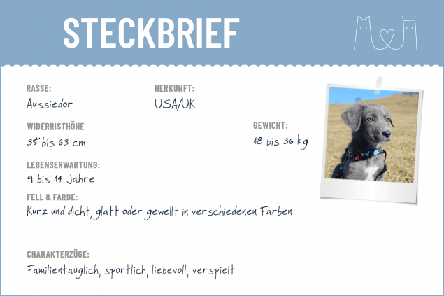 Steckbrief mit Infos zum Aussiedor