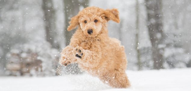 Toypudel Welpe im Schnee