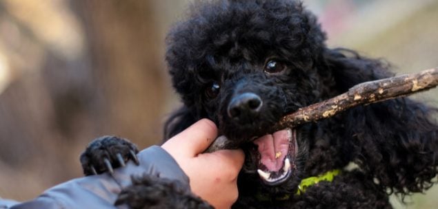 Toypudel spielt mit einem Stock