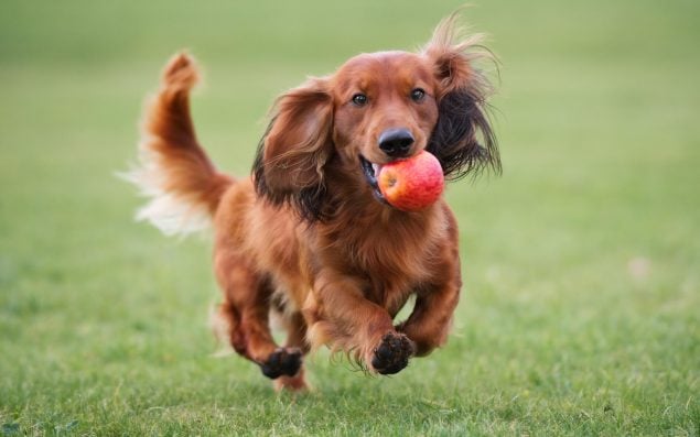 Aktiver Zwergdackel rennt über den Rasen