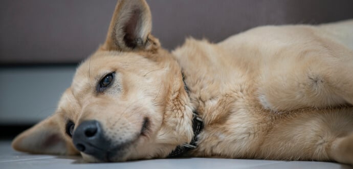 Hund mit Spulwürmern