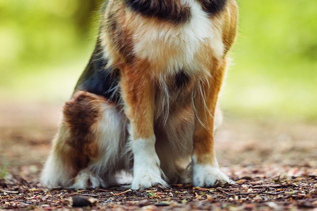 Canosan Gelenkkrankheiten