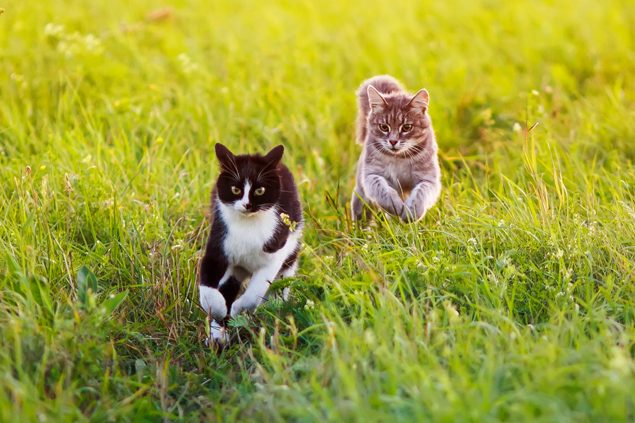 Canosan Gelenkkrankheiten