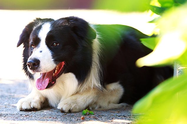 Gelenkschmerzen Hund