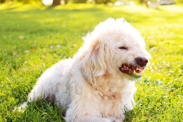 Gelenkschmerzen Hund