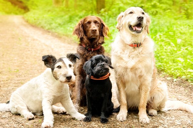 Gelenkschmerzen Hund