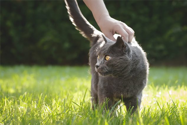 Gelenkschmerzen bei Katzen