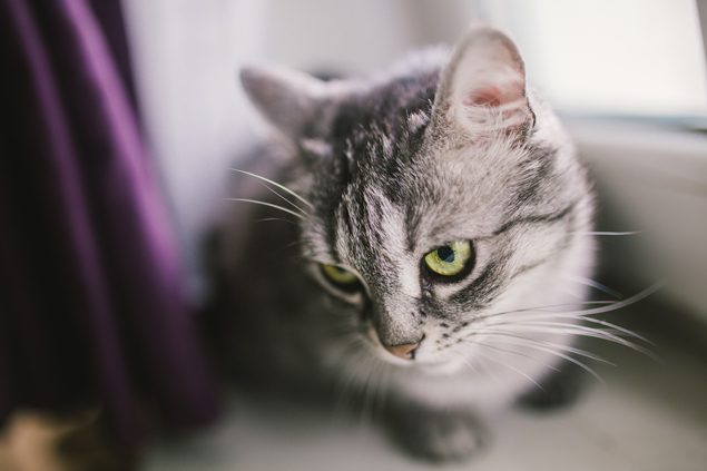 Gelenkschmerzen bei Katzen